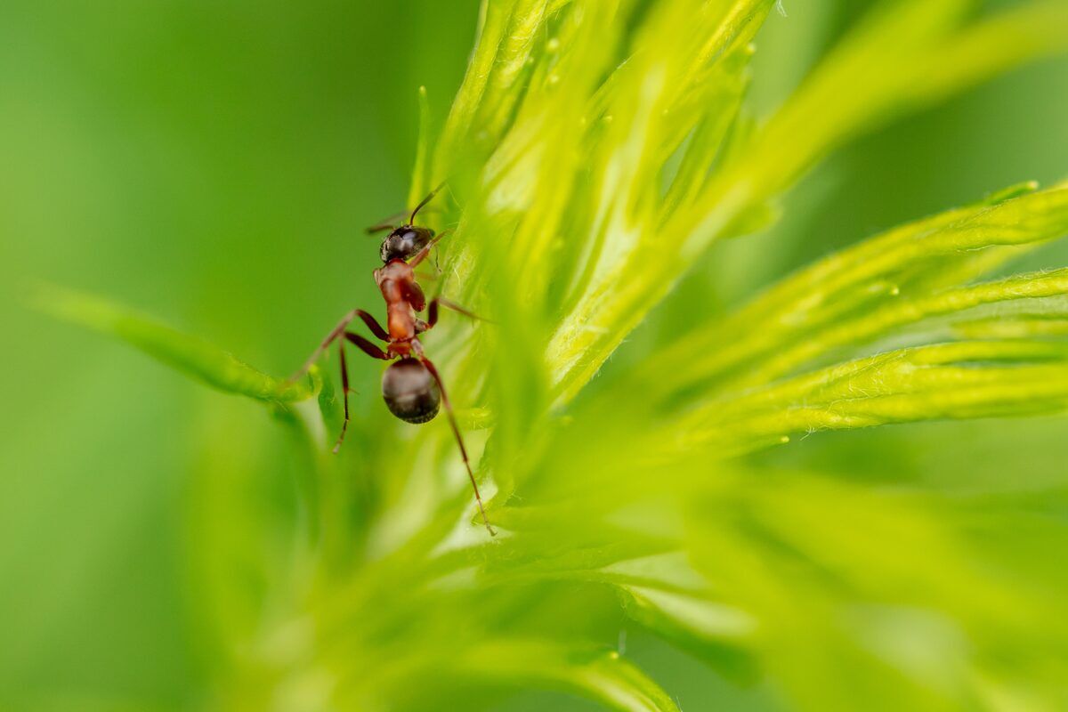 Ant control in West Central MN