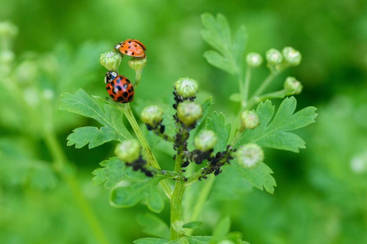 Asian lady beetle control in West Central MN