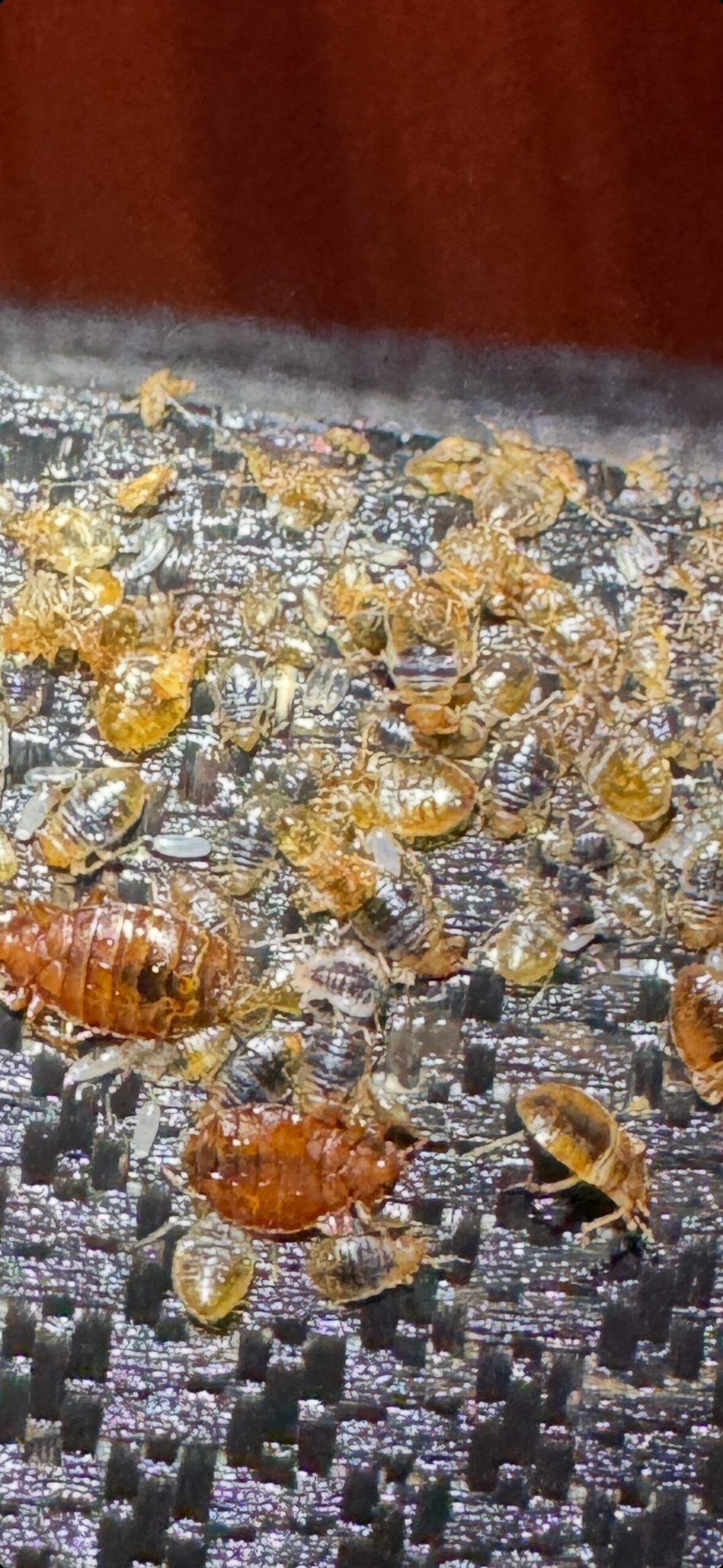 Bed bug treatment by Exodus 8 Pest Control