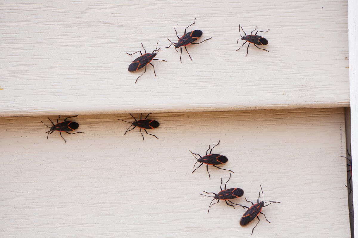 Boxelder bug treatment in West Central MN