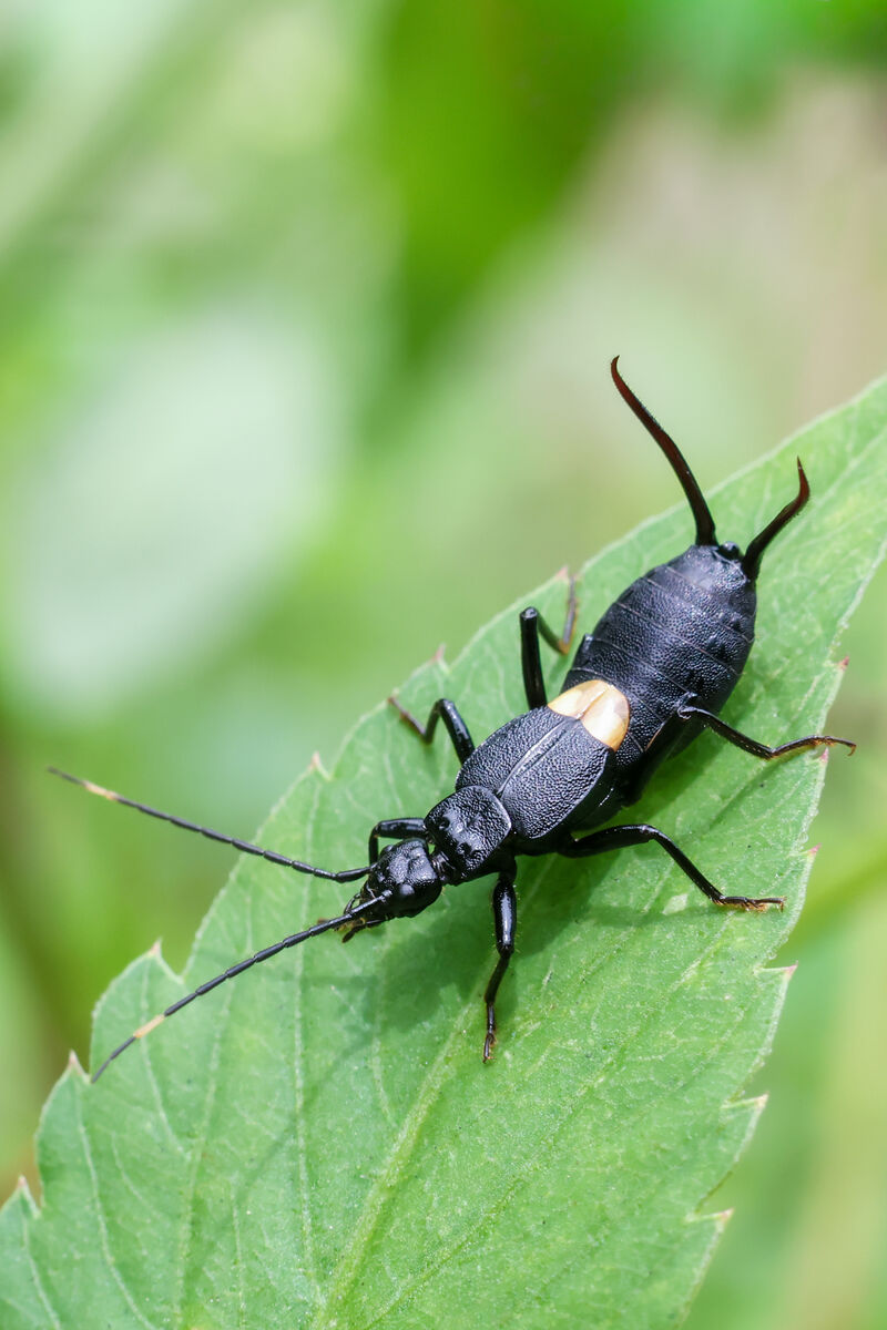 Earwig control in West Central Minnesota