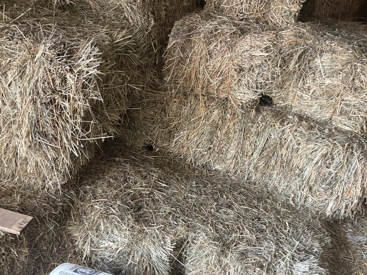 Mouse and rodent control in West Central MN