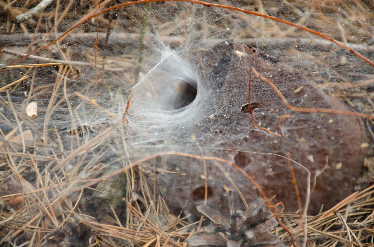 Spider control in West Central MN