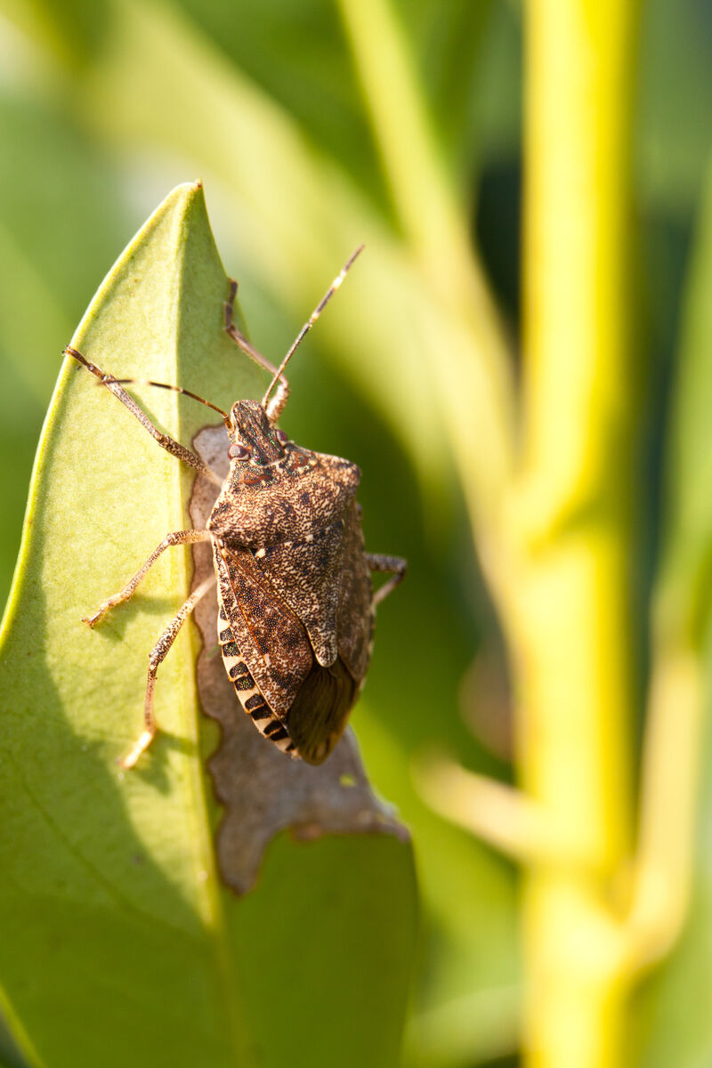Stink bug control in West Central Minnesota