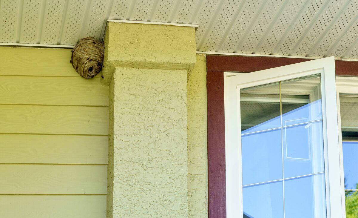 Wasp and hornet removal in West Central MN
